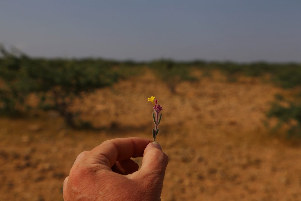 Article : Boulogoudoute, mon village en Somalie